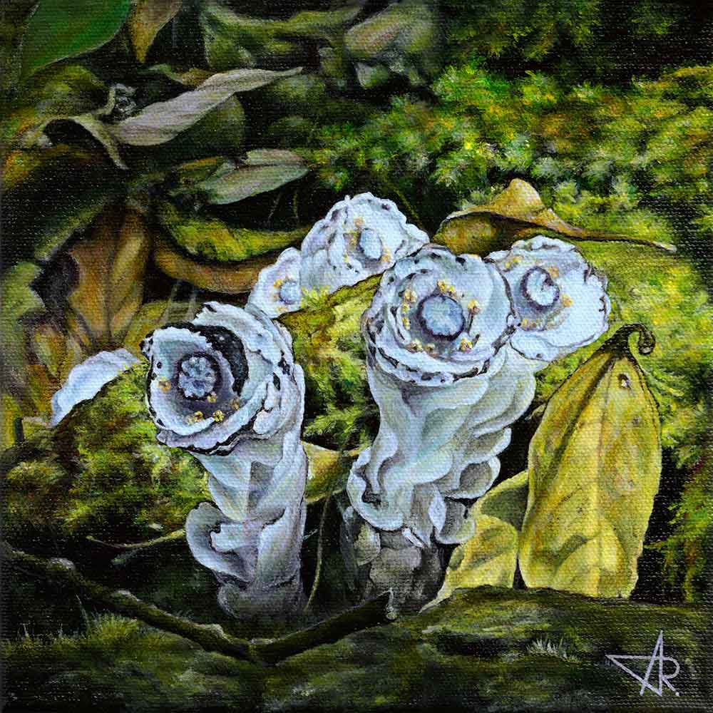 Monotropastrum humile (D. don) Hara)2025. Canvas, acrylic. 20x20 cm